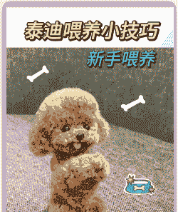 45天的泰迪犬怎么养殖