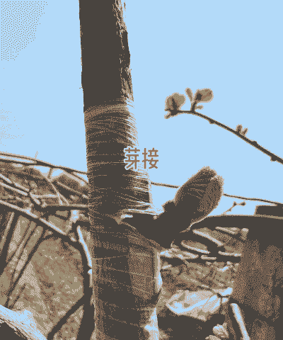 嫁接后的猕猴桃怎么养殖