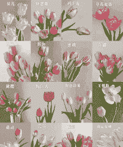 十朵郁金香代表什么