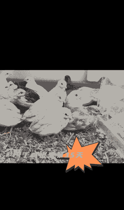 芦丁鸡可以活多久