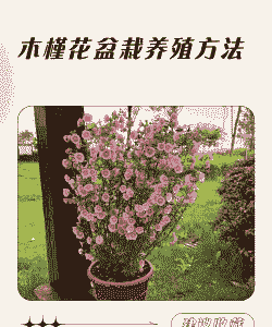 怎么养殖花木