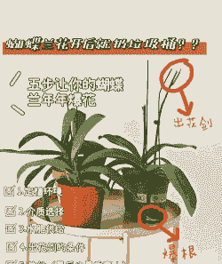 多肉蝴蝶兰小苗怎么养殖