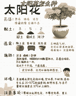 向日葵在家里怎么养殖呢