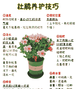 室内杜鹃花要怎么去养殖