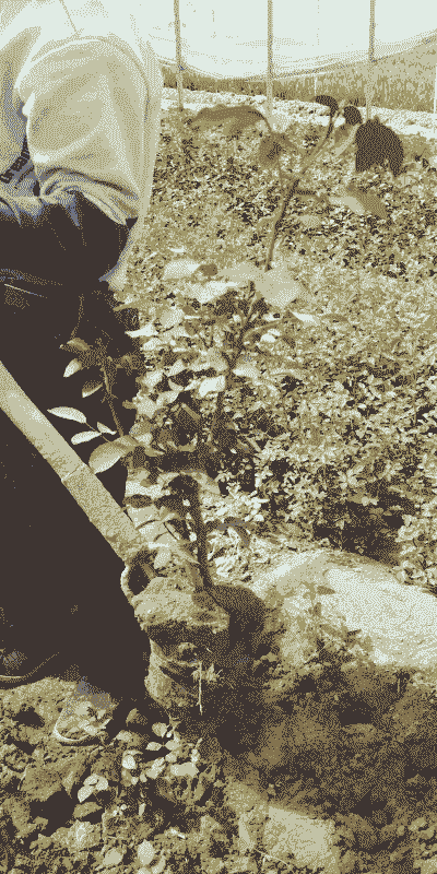 嫁接的大花月季怎么养殖