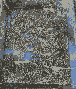 在海南养殖虾怎么样的