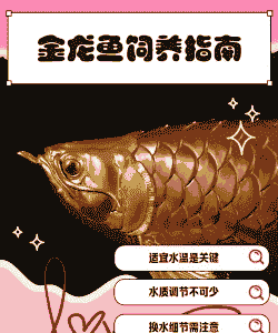 广州成年金龙鱼怎么养殖