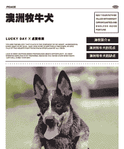 国外肉狗养殖行情怎么样