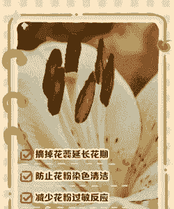 水养百合花为什么要去掉花蕊