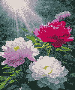 牡丹花喜欢阳光还是喜欢阴凉