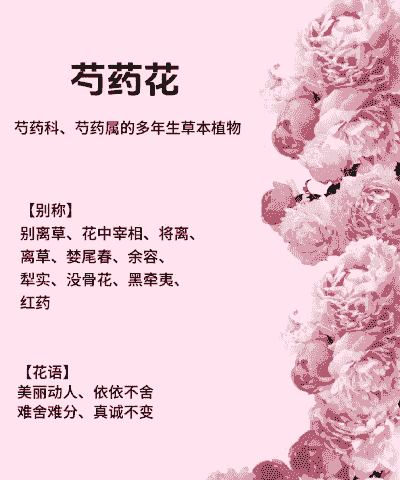 芍药花的花语