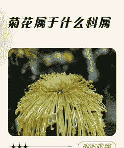 菊花属于什么作物