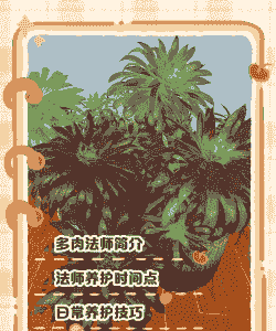 多肉法师刚上盆怎么养殖