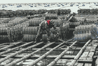 海边养殖场怎么治理好