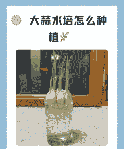 小学生水培蒜苗怎么养殖