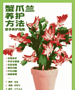 绿萝和蟹爪兰怎么养殖