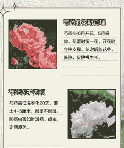 芍药花几月份栽好