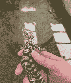 小鳄鱼一般怎么养殖的