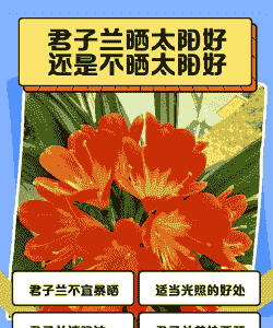 君子兰怕太阳晒吗