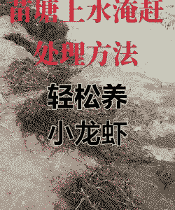 网购的小龙虾怎么养殖