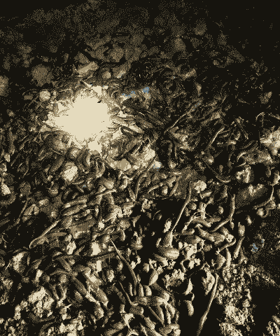 怎么样养殖水蛭的幼苗呢