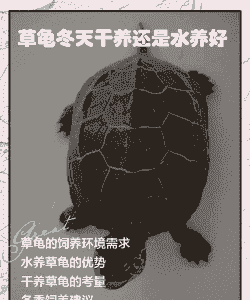 大乌龟秋冬季该怎么养殖