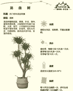 龙血树好养吗