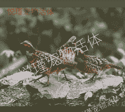 竹鸡养殖一公多母怎么分