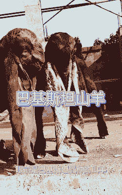 巴基斯坦养殖业怎么样