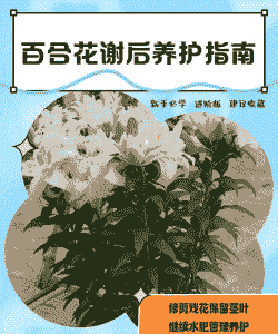 百合花谢后怎么养殖