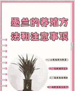 末兰花怎么养殖