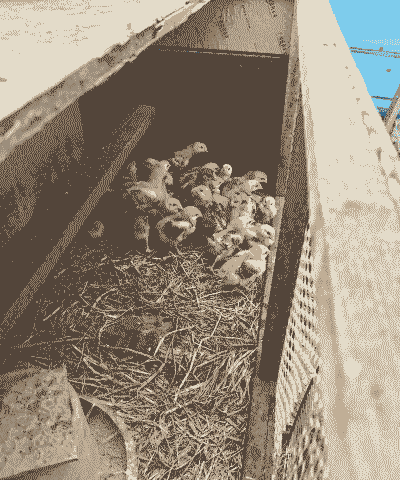 80后创业养殖怎么样啊