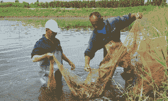 怎么用竹竿搭架子养殖虾