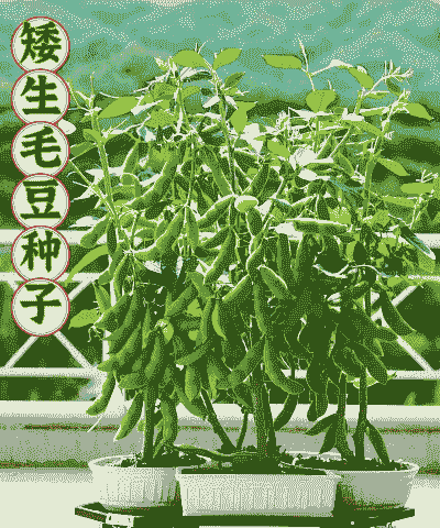 短翅豆养殖前景怎么样