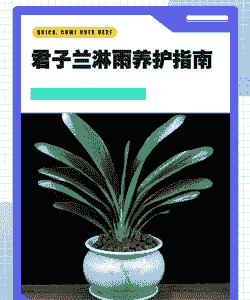 君子兰下雨后怎么养殖好