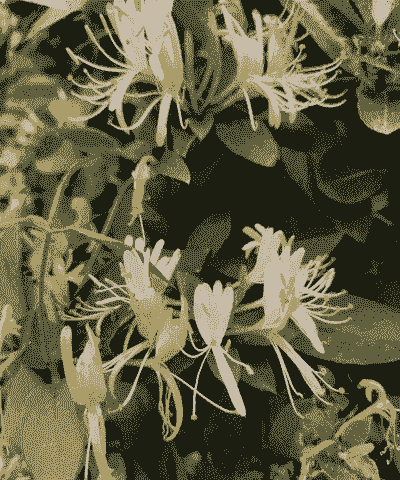 藤本金银花怎么养殖的