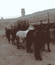 焦作肉马养殖前景怎么样