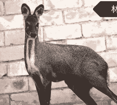 怎么样才能养殖林麝香竹