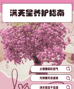 满天星怎么养殖不黄叶子