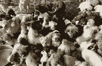 农村养殖肉狗怎么样的