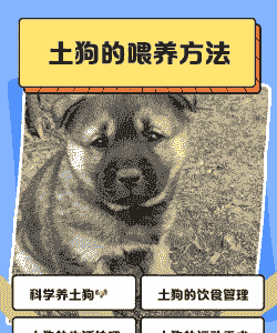 新手怎么样养殖土肉狗