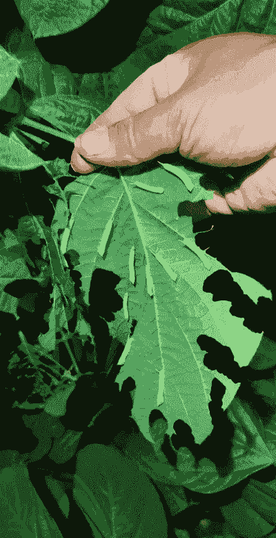 养殖豆丹怎么样防鸟