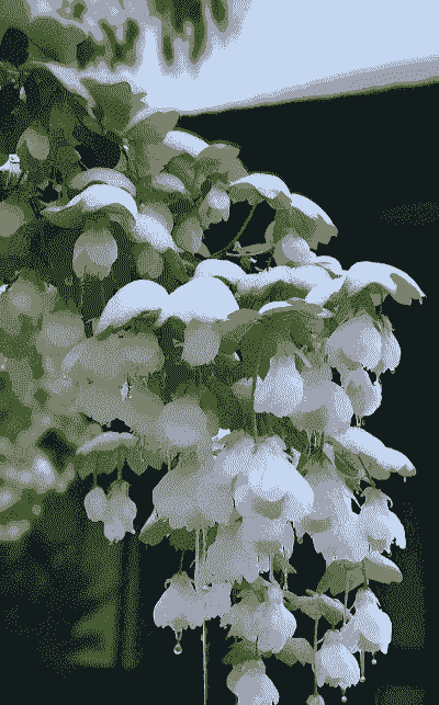 下雪后海棠花怎么养殖