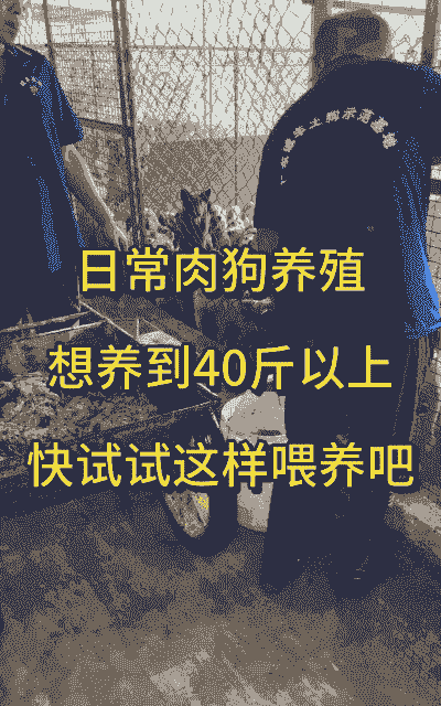 肉狗养殖怎么样喂养教程