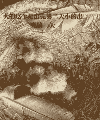 小鸽子出壳5天怎么养殖