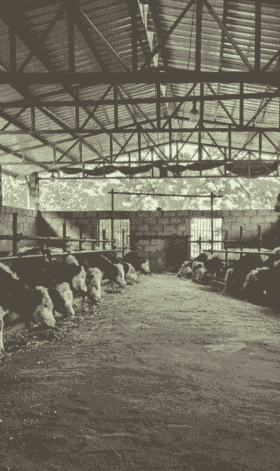 乡村致富养殖业怎么样