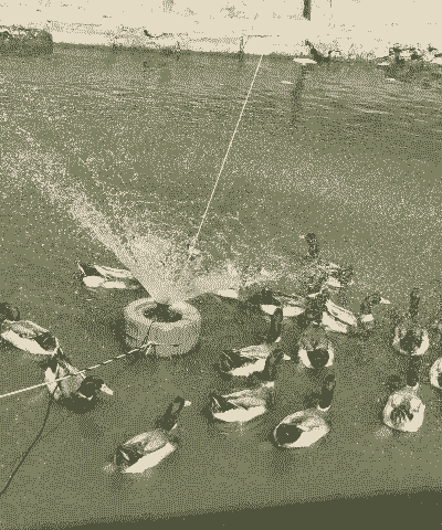 野生水鸭子怎么在家养殖