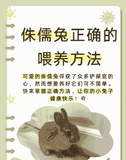 侏儒兔3个月怎么养殖