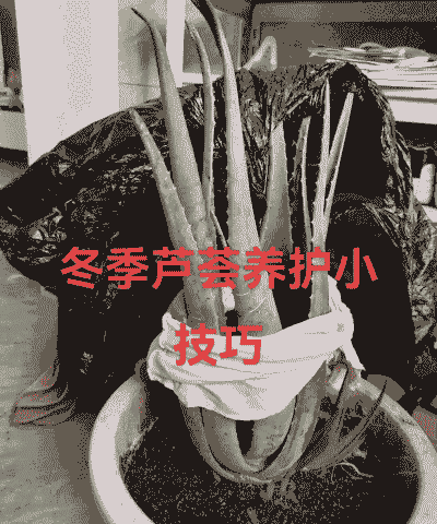 库拉索芦荟怎么养殖