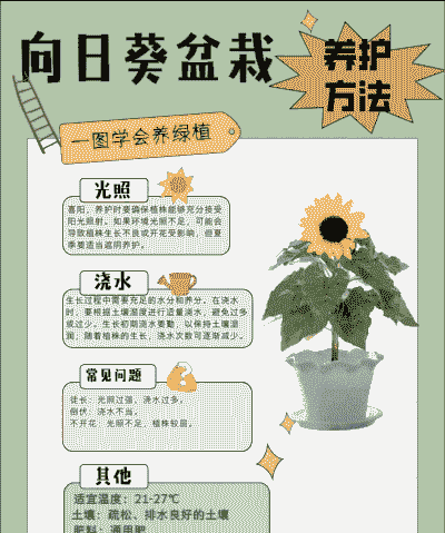 没有土的向日葵怎么养殖